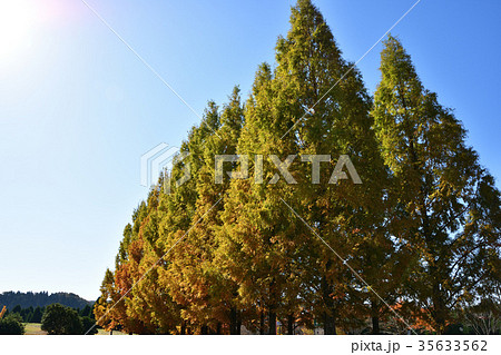 並木と青空 35633562