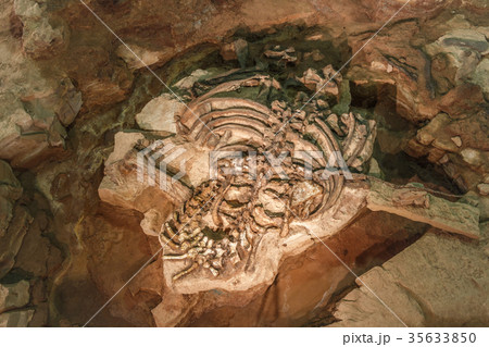 Fossil of Phuwiangosaurus sirindhornae 35633850