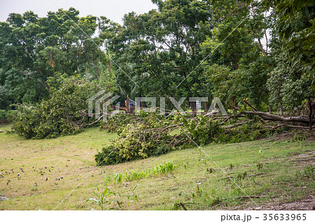 The tree was destroyed by the storm's intensity The tree was destroyed by the storm's intensity 35633965