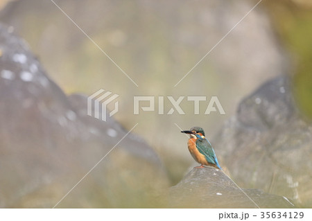 カワセミ カワセミ 35634129