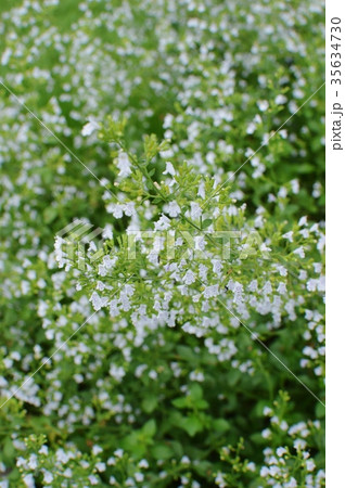 カラミンサ カラミンサ 35634730