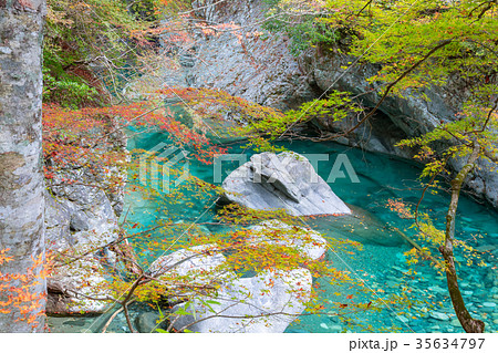 面河渓の紅葉 面河渓の紅葉 35634797