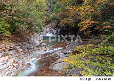 面河渓の紅葉 面河渓の紅葉 35634836