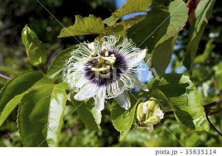 パッションフルーツの花(果物時計草) パッションフルーツの花(果物時計草) 35635114