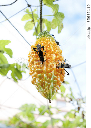 ゴーヤーの果実を食害するアシビロヘリカメムシ 35635119