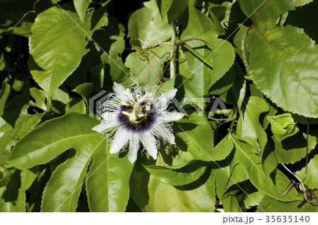 パッションフルーツの花(果物時計草) パッションフルーツの花(果物時計草) 35635140