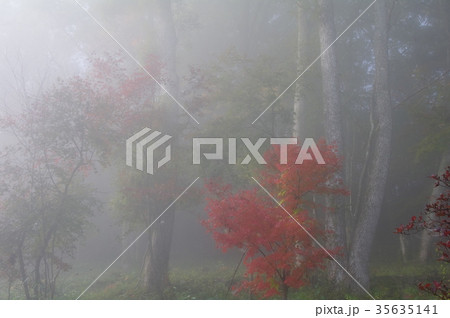 紅葉風景 紅葉風景 35635141