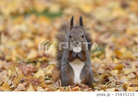 秋のエゾリス 35635215