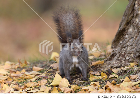 秋のエゾリス 35635575