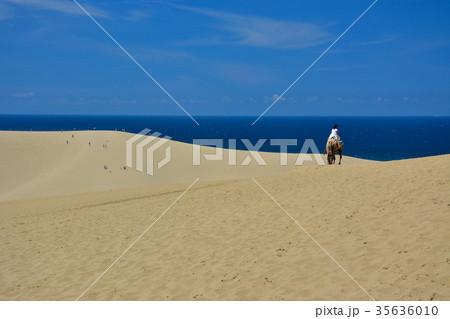 鳥取砂丘・らくだがいる風景(4) 鳥取砂丘・らくだがいる風景(4) 35636010