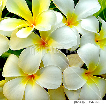 Close up group of white plumeria background. 35636682