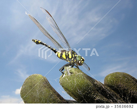 ウチワヤンマ 35636692