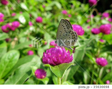 ヤマトシジミとアカツメクサ 35636698
