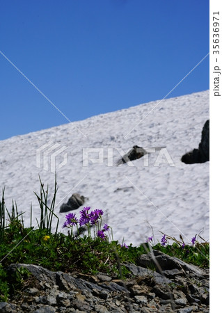 雪渓が残る北アルプスの峰々、紫のハクサンコザクラは夏の訪れを告げます。 雪渓が残る北アルプスの峰々、紫のハクサンコザクラは夏の訪れを告げます。 35636971