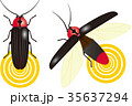 ゲンジボタル 35637294