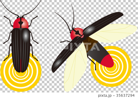 ゲンジボタル 35637294