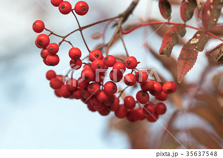 ナナカマドの実の写真素材