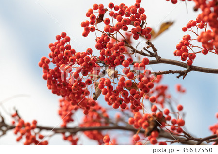 ナナカマドの実 35637550
