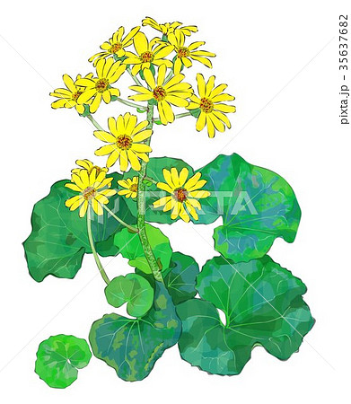 石蕗(つわぶき) 石蕗(つわぶき) 35637682