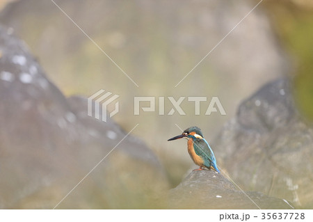 カワセミ カワセミ 35637728