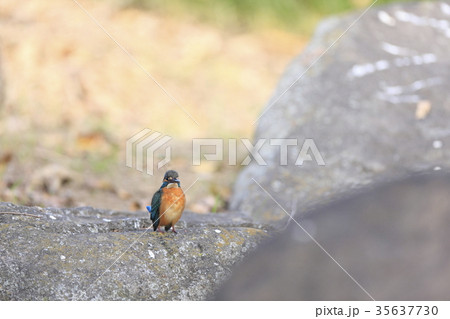 カワセミ カワセミ 35637730