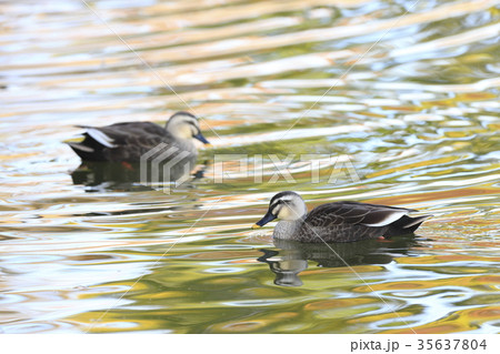 紅葉時期のカルガモ 35637804