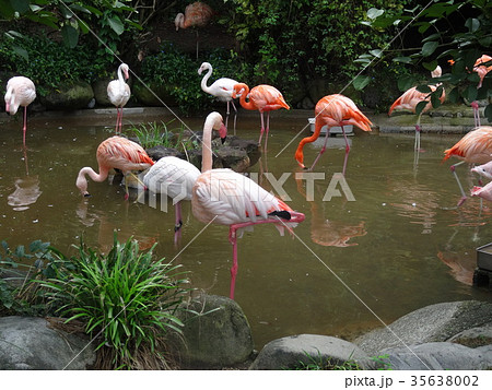 動物園のフラミンゴ 35638002