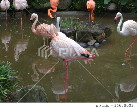 動物園のフラミンゴ 35638003