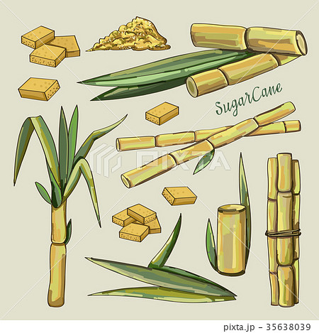 Sugar Cane Iconsのイラスト素材