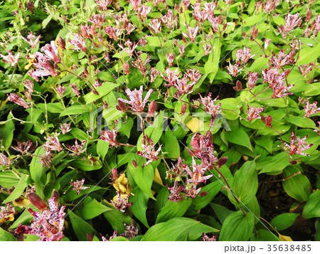ホトトギスの花言葉は「永遠にあなたのもの」。地味ながら野趣あふれる代表的な秋の山野草である。 ホトトギスの花言葉は「永遠にあなたのもの」。地味ながら野趣あふれる代表的な秋の山野草である。 35638485