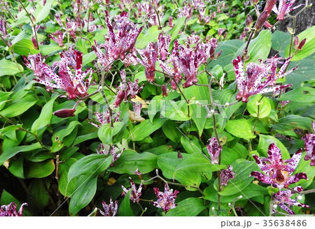 ホトトギスの花言葉は「永遠にあなたのもの」。地味ながら野趣あふれる代表的な秋の山野草である。 35638486