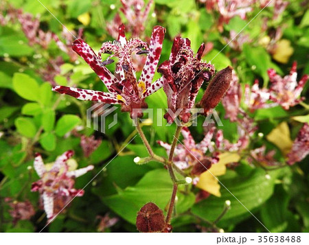 ホトトギスの花言葉は 永遠にあなたのもの 地味ながら野趣あふれる代表的な秋の山野草である の写真素材