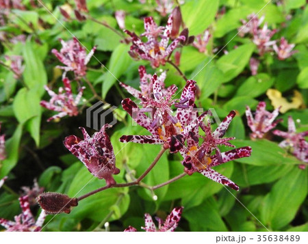 ホトトギスの花言葉は「永遠にあなたのもの」。地味ながら野趣あふれる代表的な秋の山野草である。 35638489