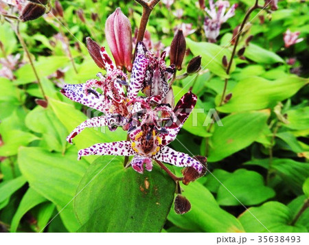 ホトトギスの花言葉は 永遠にあなたのもの 地味ながら野趣あふれる代表的な秋の山野草である の写真素材