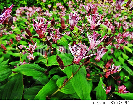 ホトトギスの花言葉は「永遠にあなたのもの」。地味ながら野趣あふれる代表的な秋の山野草である。 35638494