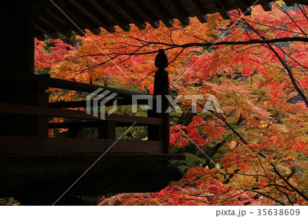 燃える秋 35638609