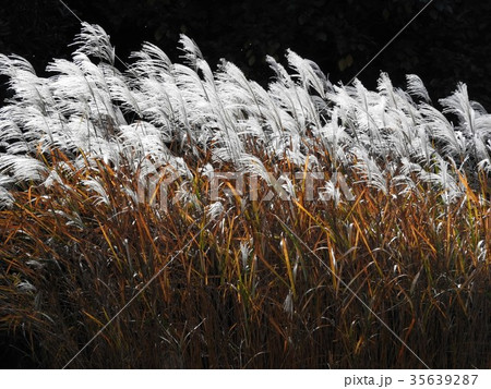 十五夜の月見にはススキを飾る。古来、秋の七草の一つに数えられ、茅葺屋根の材料に使われた。 十五夜の月見にはススキを飾る。古来、秋の七草の一つに数えられ、茅葺屋根の材料に使われた。 35639287