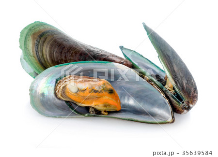 mussels on a white mussels on a white 35639584
