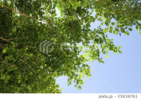 ガジュマルの葉 ガジュマルの葉 35639761