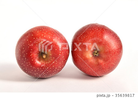リンゴ（千雪） 35639817