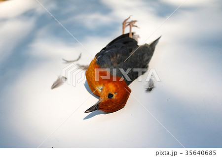 Bird fly to the glass and lying dead on the ground 35640685