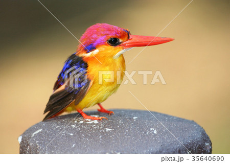 Black-backed Kingfisher in the garden Black-backed Kingfisher in the garden 35640690