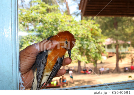 Bird fly to the glass and lying dead on the ground Bird fly to the glass and lying dead on the ground 35640691