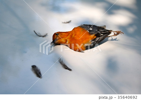 Bird fly to the glass and lying dead on the ground Bird fly to the glass and lying dead on the ground 35640692