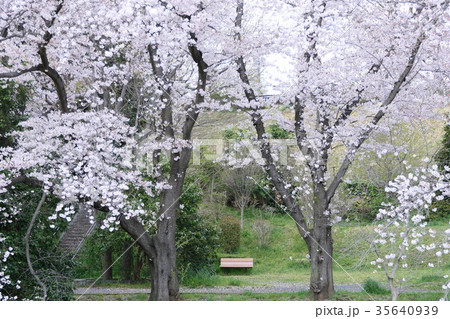 春の印象 桜咲く公園 春の印象 桜咲く公園 35640939