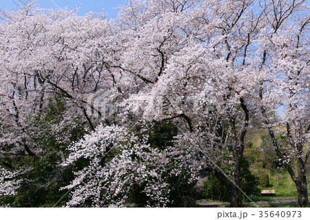 春の印象 桜咲く公園 春の印象 桜咲く公園 35640973