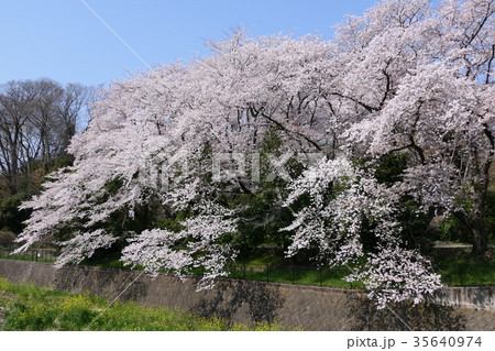 春の印象　立川市富士見第二公園残堀川沿いの桜満開 35640974