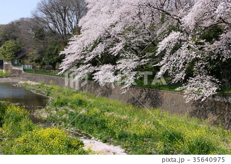 春の印象　立川市富士見第二公園の残堀川沿いの桜満開　 35640975
