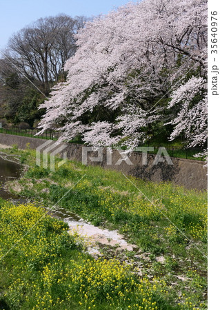 春の印象 立川市富士見第二公園の残堀川沿いの桜満開 春の印象 立川市富士見第二公園の残堀川沿いの桜満開 35640976