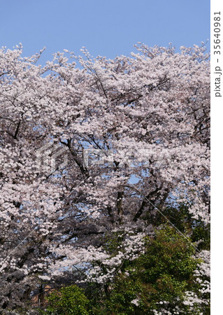 春の印象 立川市富士見第二公園残堀川沿いの桜満開 春の印象 立川市富士見第二公園残堀川沿いの桜満開 35640981